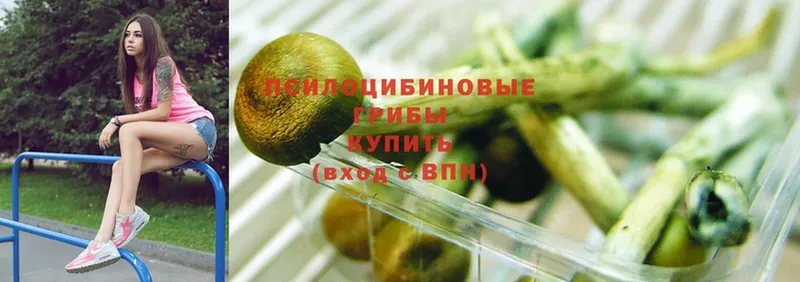 Псилоцибиновые грибы Cubensis  наркотики  Гурьевск 